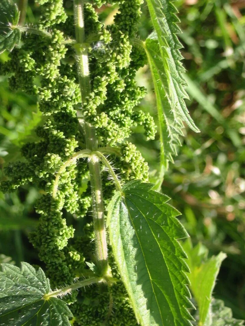 Крапива двудомная (Urtíca dióica). Крапива двудомная (Urtica dioica l.). Крапива плосколистная. Крапива двудомная и крапива жгучая. Как выглядит крапива