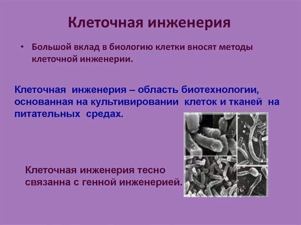 Генная и клеточная инженерия. Методы клеточной инженерии. Клеточная инженерия методы способы. Технологии клеточной инженерии. Реконструкция клеток методы