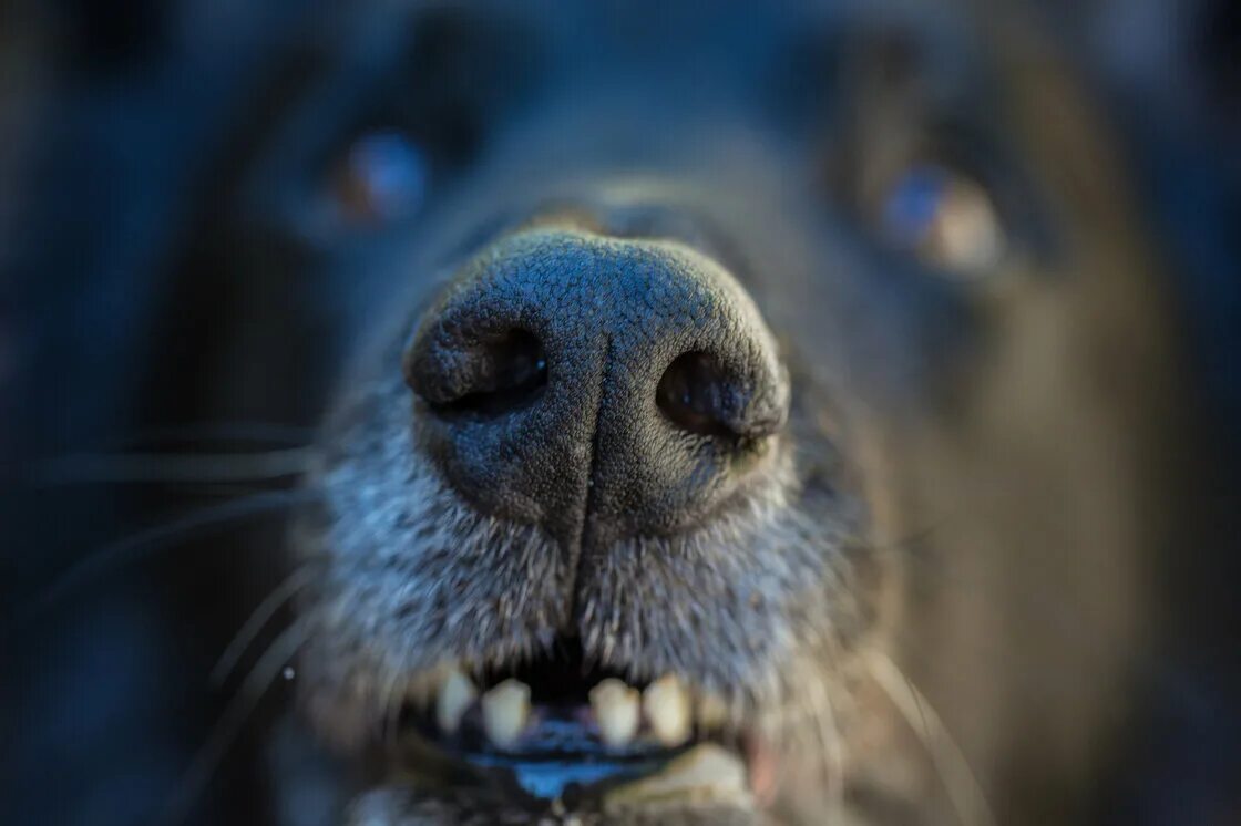 Нюх. Нос собаки. Собачий нюх. Отпечаток собачьего носа. Отпечаток носа собаки.