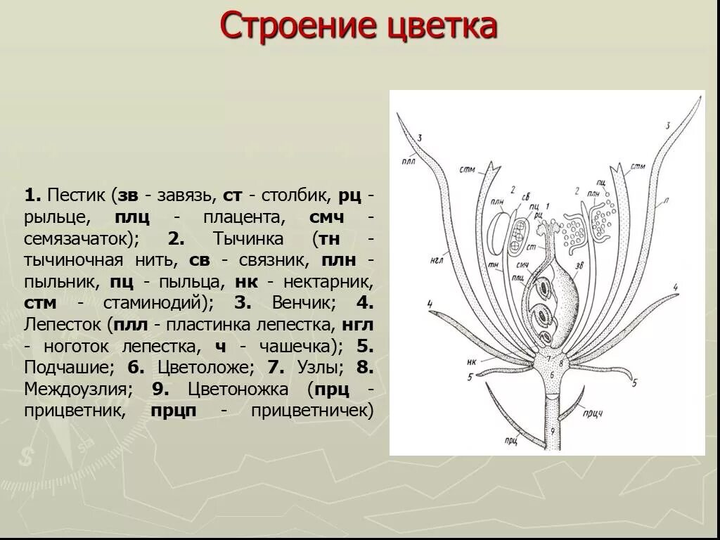 Самоопыляющиеся огурцы цветок. Пыльник пыльца тычиночная нить. Строение цветкового плода. Функция пыльника у цветка. Завязь зачем.