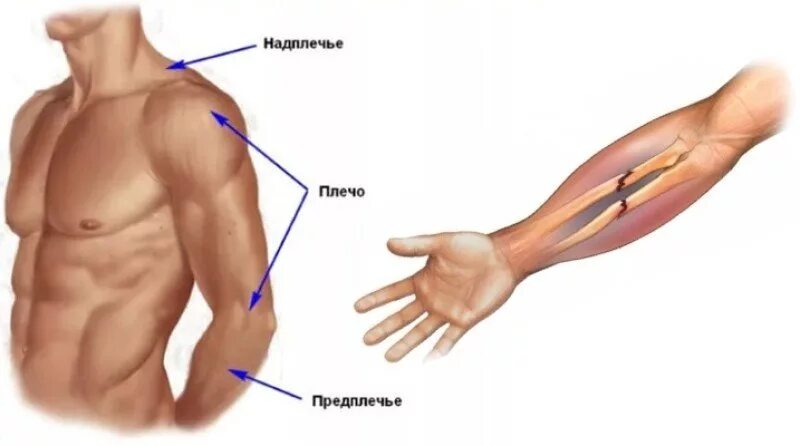 Рука где какая часть