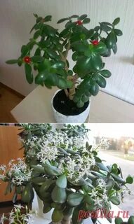 Ядовитое ли денежное дерево