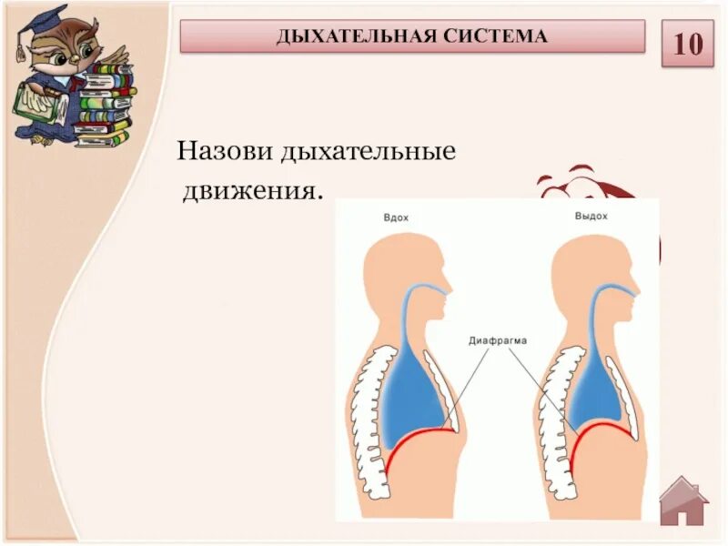 Вдох и выдох таблица. Механизм дыхательных движений вдоха и выдоха. Дыхательные движения биология 9 класс. Дыхательные движения таблица вдох и выдох. Дыхательные движения схема вдох выдох.