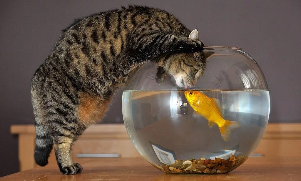 Cat tries