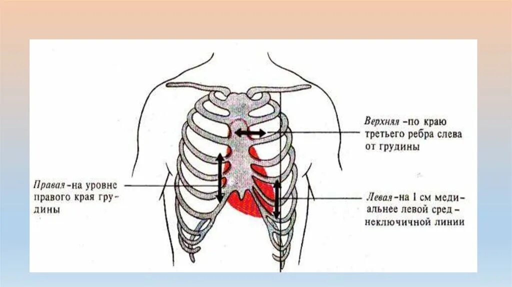 Скелетотопия сердца пропедевтика. Левый край грудины. Правый край грудины. Границы сердца в грудной клетке. См до верхнего края