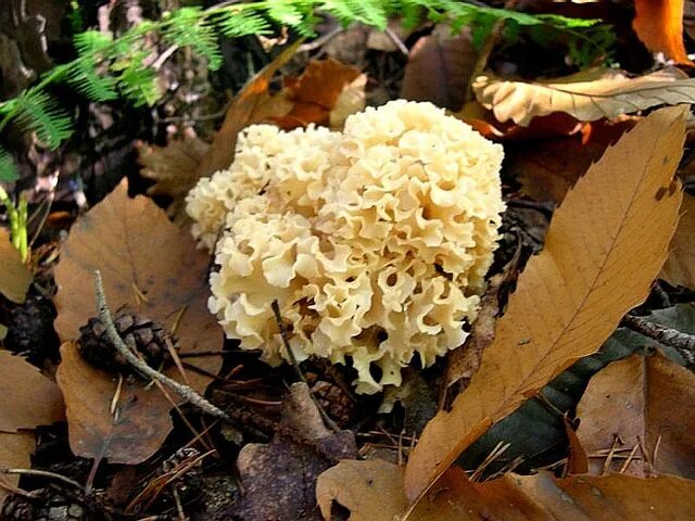 PILZE 2017: Krause Glucke, Cauliflower Mushroom, Sparassis Crispa Schwammerl 201