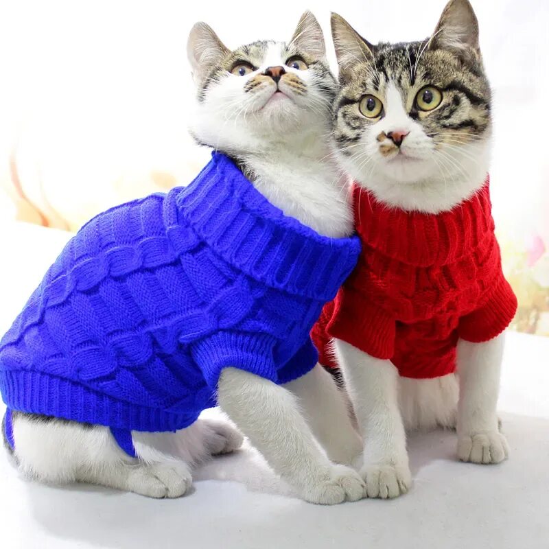 Кошечка с одеждой. Одежда для кошек. Свитер для котов. Костюм кошки. Котики с одеждой.
