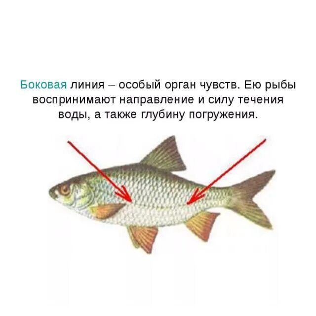 Ошибки риб