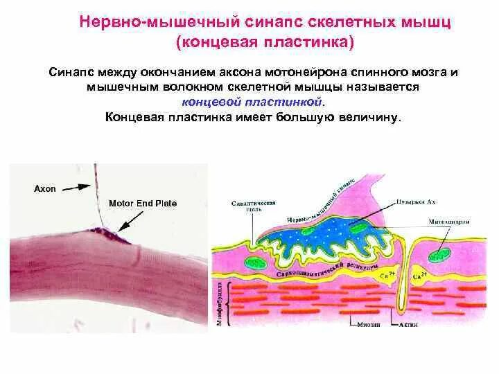 Медиатором в нервно мышечном синапсе является. Нервно мышечная концевая пластинка. нервно-мышечный синапс строение концевая пластинка. концевая пластинка физиология. схема нервно мышечного синапса скелетной мышцы.