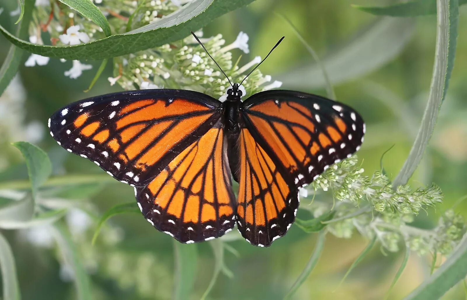 Формы крыльев бабочек. Бабочек число. Строение бабочки павлиний глаз. Бабочка адмирал и бабочка боярышница. Бабочек число.