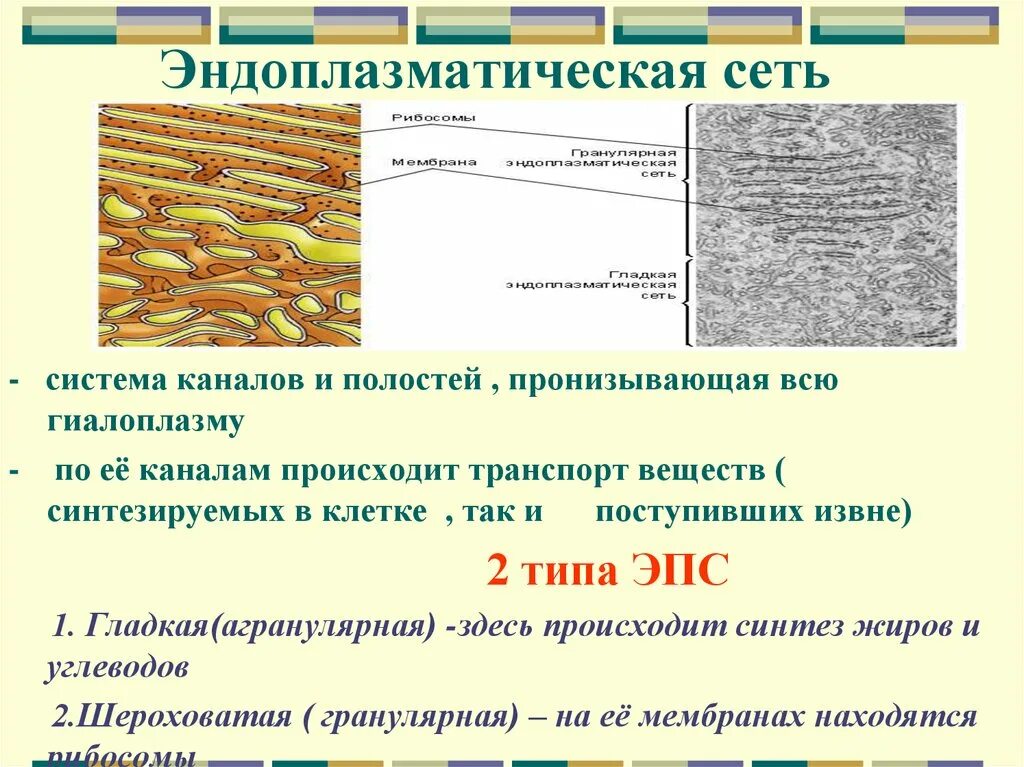 Транспорт белка происходит. Эндоплазматическая сеть транспортная система клетки. Гладкая эндоплазматическая сеть функции. Транспорт белков в ЭПС.