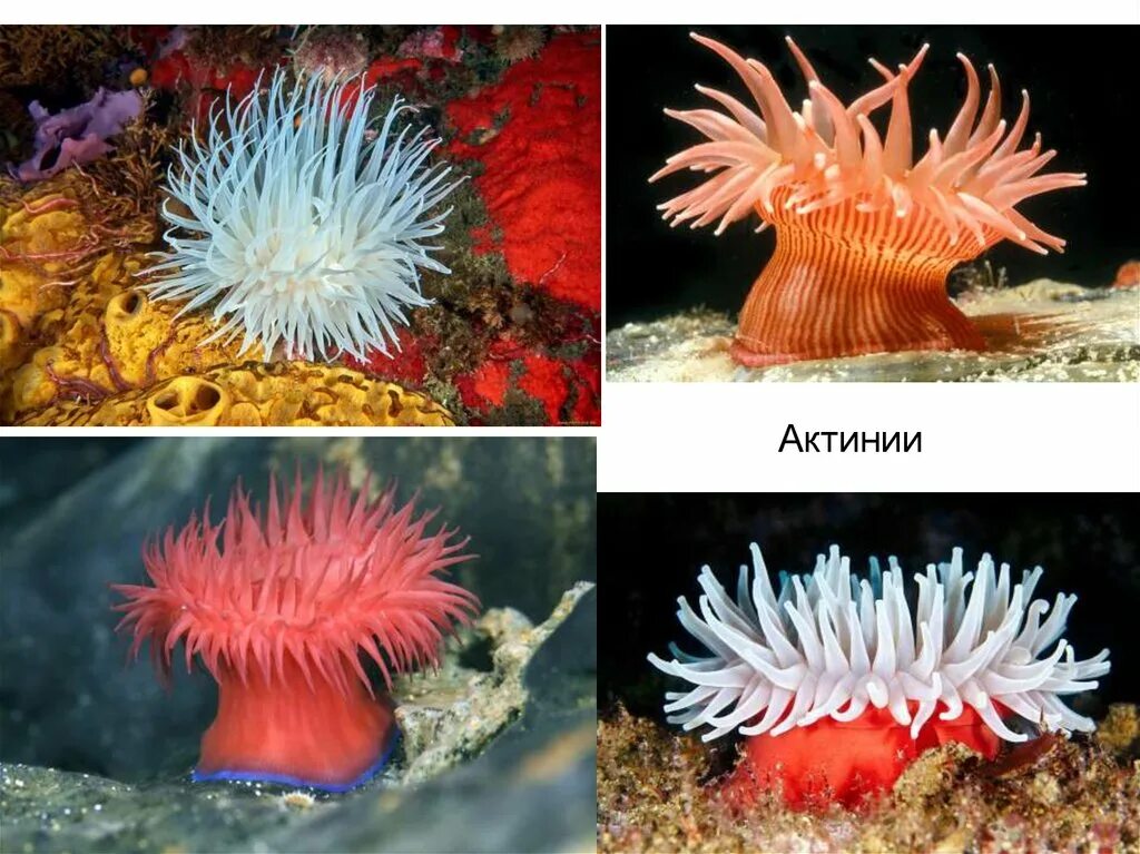 Кораллы актинии. Коралловые полипы актиния. Кораллы полипы Кишечнополостные. Актиния метридиум старческий.