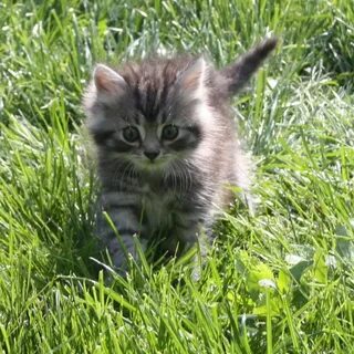 Котята в добрые севастополь