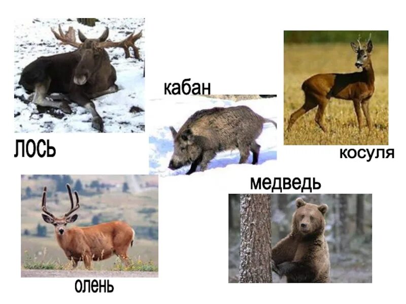 Лоси олени косули. Лось. Кабан косуля Лось. Лось и олень. Лось и медведь.