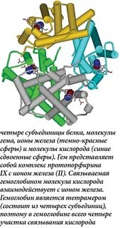 Железа протеин сукцинилат является препаратом для лечения