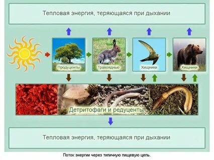 Живые организмы редуценты