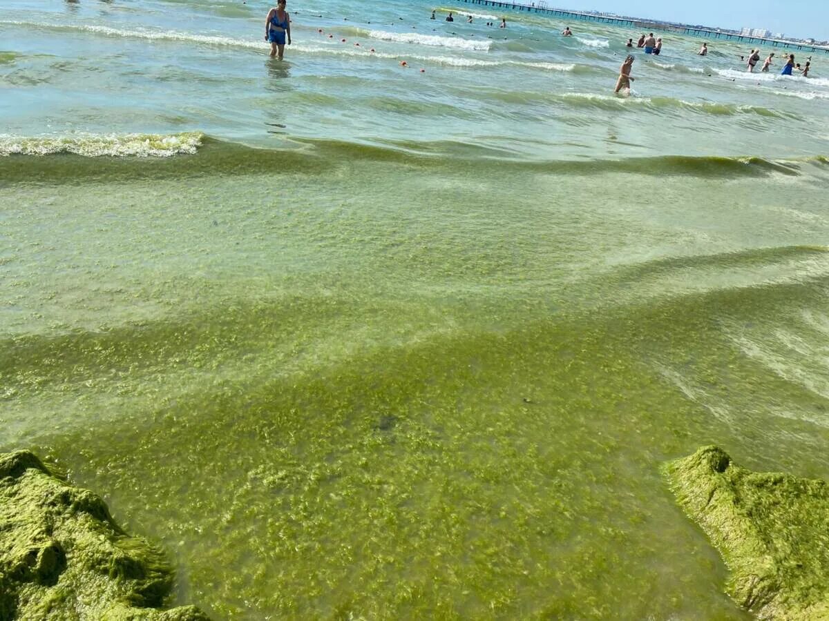 Водоросли в анапе. Камка в Анапе. Витязево камка. Водоросли в Витязево 2022. Водоросль камка в Анапе.