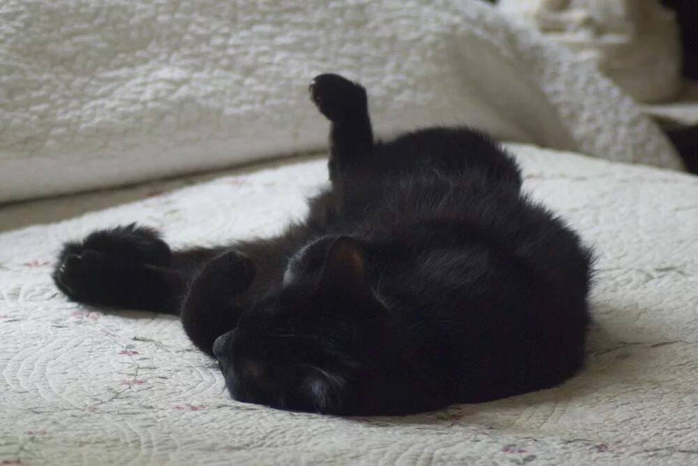 Черные котята во сне к чему снятся. Спящий черный кот. Спящий черный котенок. Сонный котенок черный.