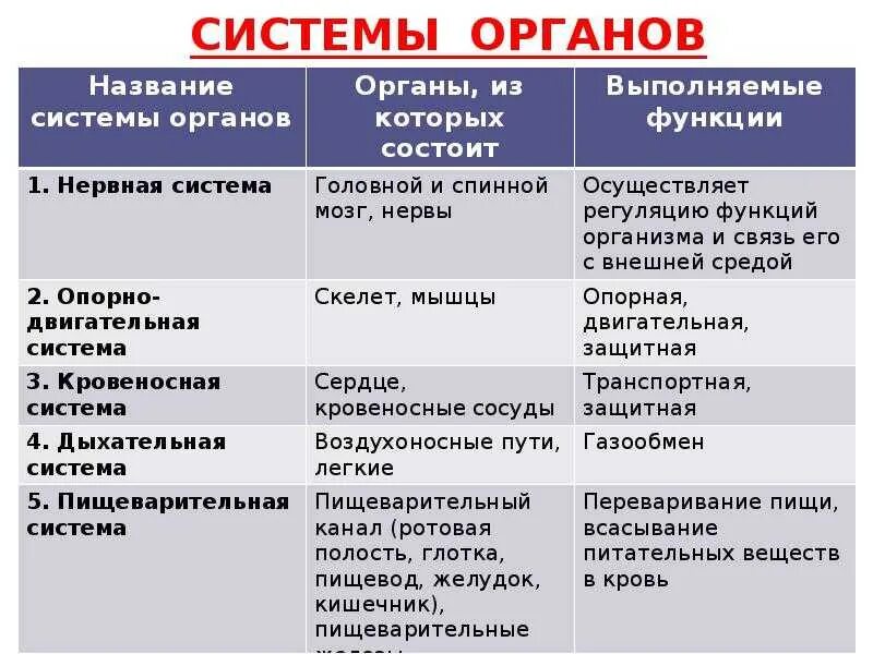 Признак особенности строения функции. Система органов--&gt;органы системы--&gt;функции системы.. таблица система органов органы функции. биология 7 класс таблица система органов органы функции. биология 8 класс система органов функции.