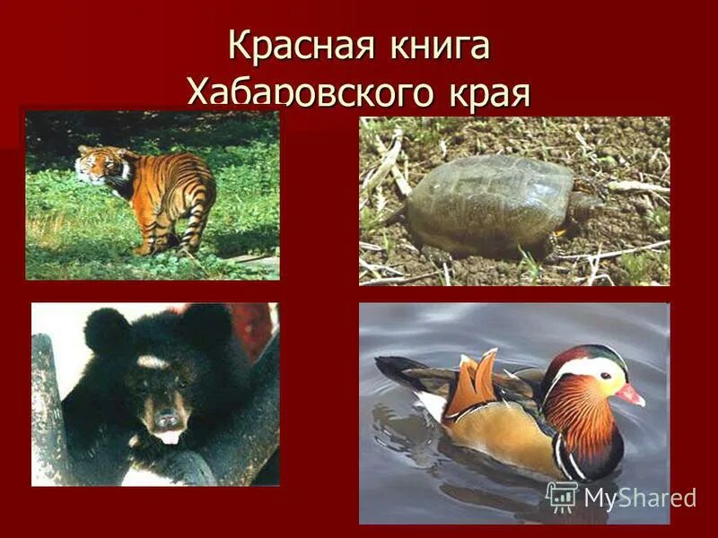Презентация красная книга хабаровского края