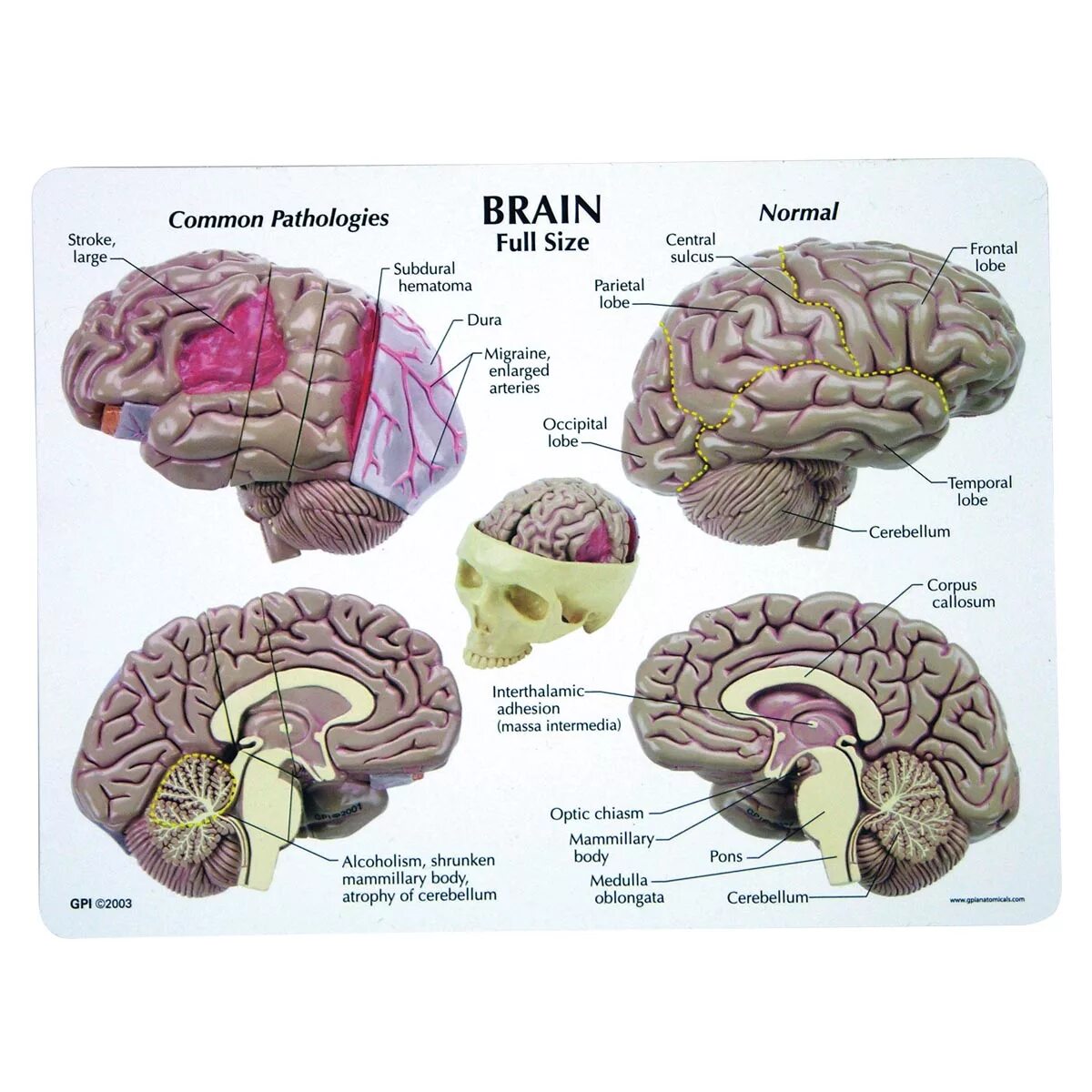 Brain model. Модель головного мозга. Макет головного мозга человека. Модель мозга человека анатомическая.