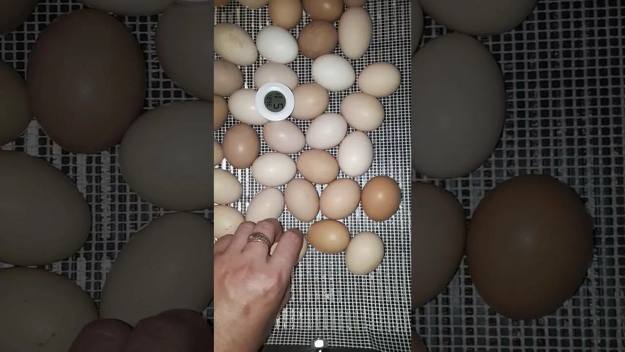 Через сколько проверять яйца в инкубаторе. Инкубатор для яиц. Инкубационное яйцо. Инкубационное яйцо в инкубаторе. Куриные яйца в инкубаторе.