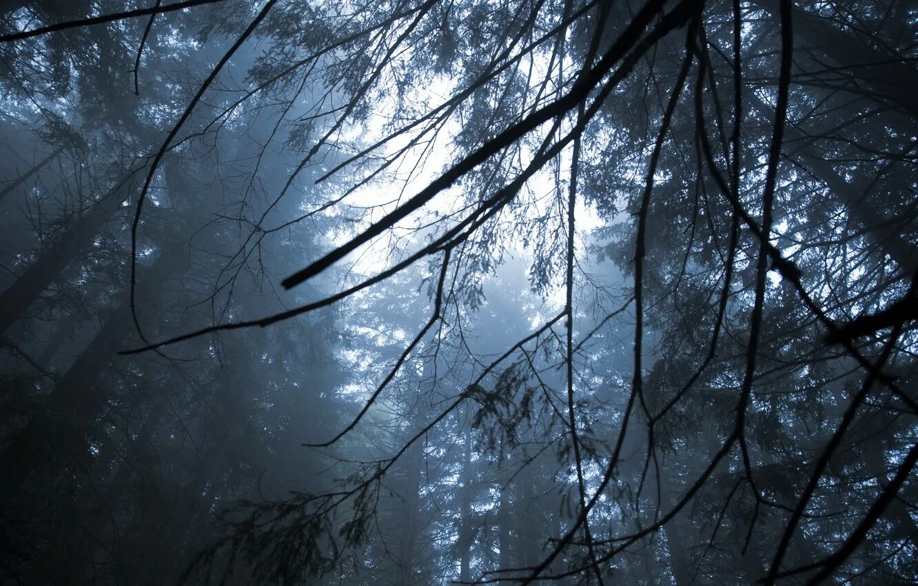 Ветвь туманного дерева. Темный лес ветки. Легкий туман. Лес ветки туман. Cold Forest.