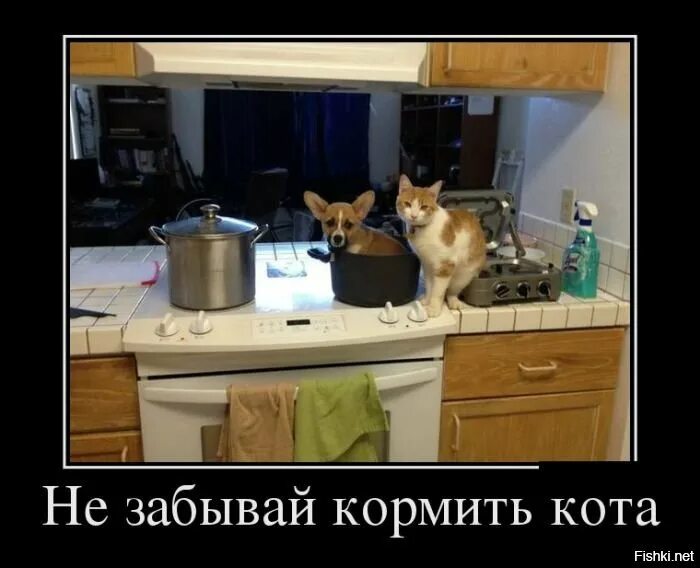 Пришел покормить кота а тут клининг