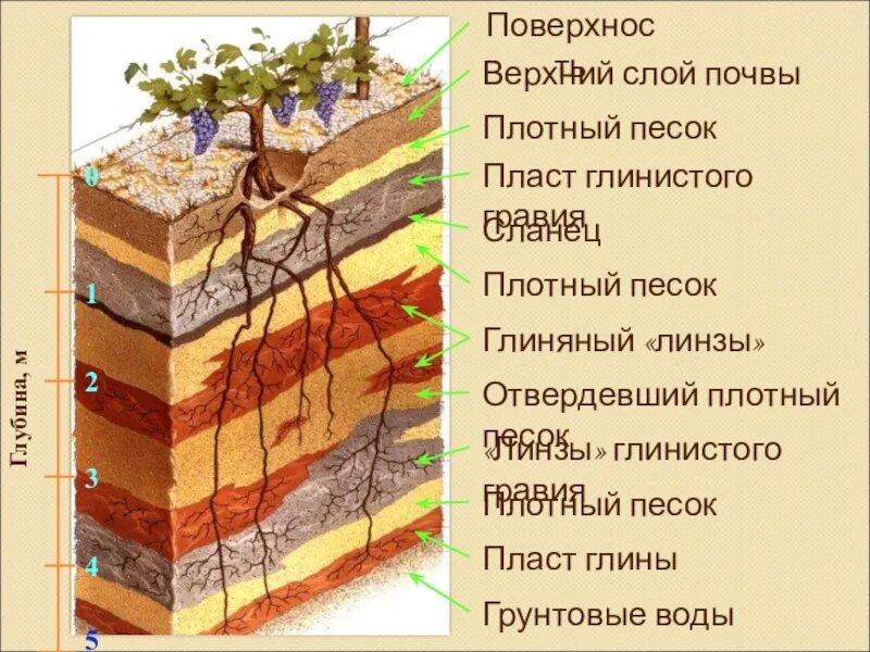 Либо плотный