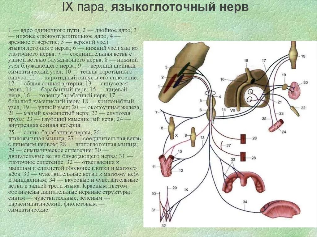 Ix черепного нерва. 9 Пара ЧМН языкоглоточный нерв. Парасимпатический ганглий языкоглоточного нерва. Парасимпатическая иннервация языкоглоточного нерва. Схема языкоглоточного нерва анатомия.