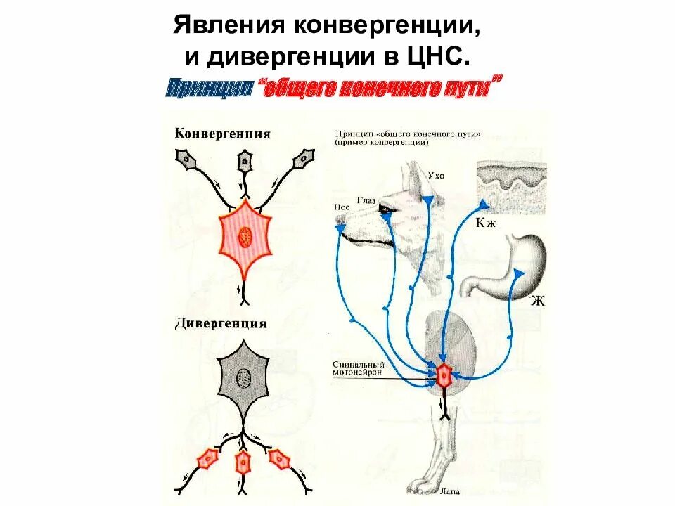 Фенамин эффекты. Явления цнс. Явления цнс. Утомляемость цнс. Явления цнс.