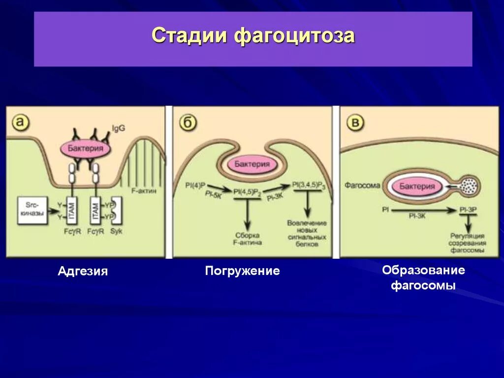 Этапы фагоцитоза иммунология. Фазы и механизмы фагоцитоза.. Стадии фагоцитоза. Стадии фагоцитоза схема.