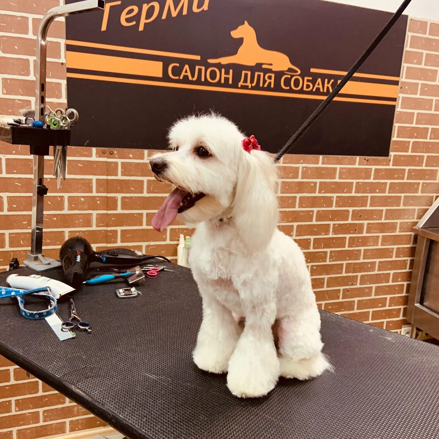 Груминг и стрижки животных. Груминг собак. Грумер для собак обучение. Груминг собак. Грумер для собак обучение.