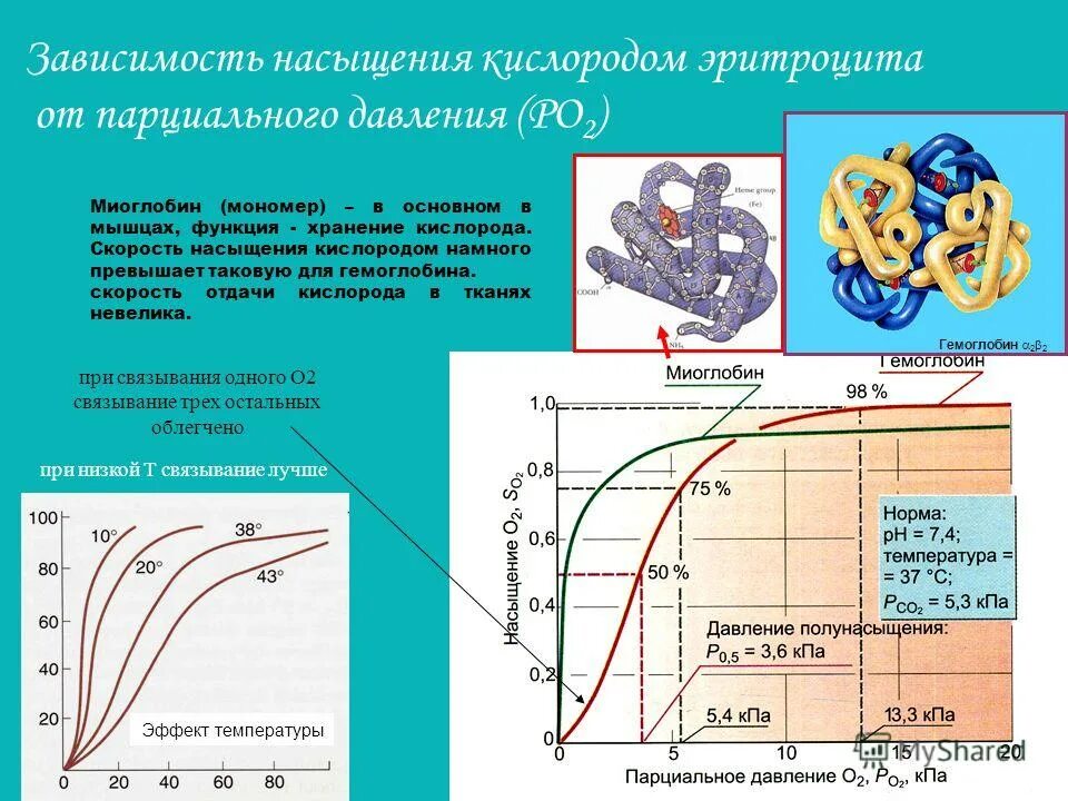 Где происходит насыщение кислородом. Малый круг кровообращения схема последовательность. Малый круг кровообращения легкая схема. Экстракорпоральная насыщение крови кислородом. Малый круг кровообращения схема 8 класс биология.