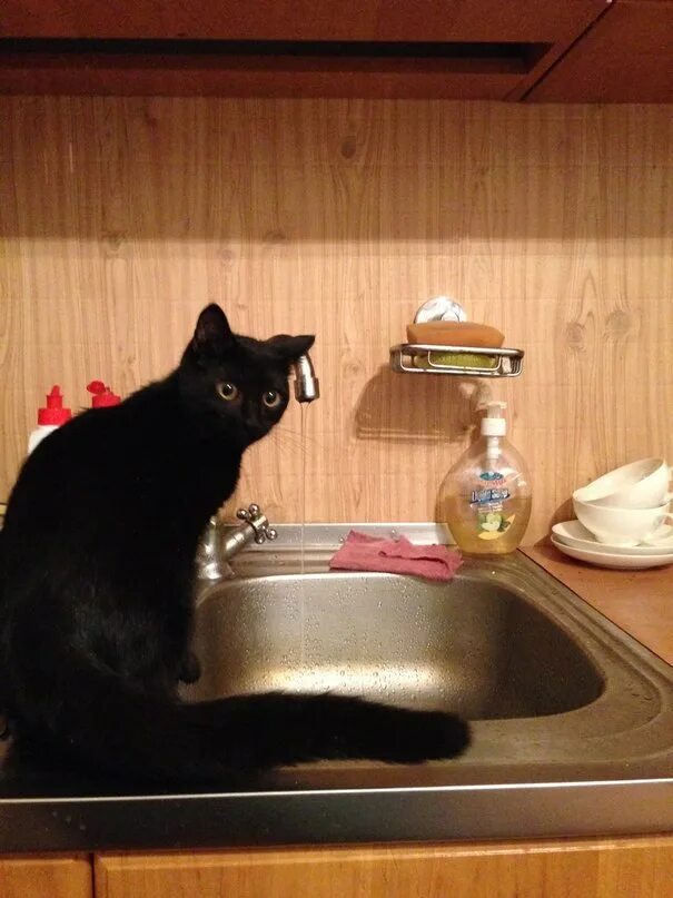 найдена кошка мама. бездомные котята в подвалах. кошка вскармливает котят. кошка мать спасла котенка. спасите семью кошек.