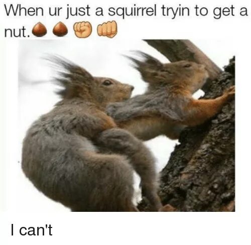 Balls meme. Девушка белка Мем. Nut nut meme. Squirrel why meme.