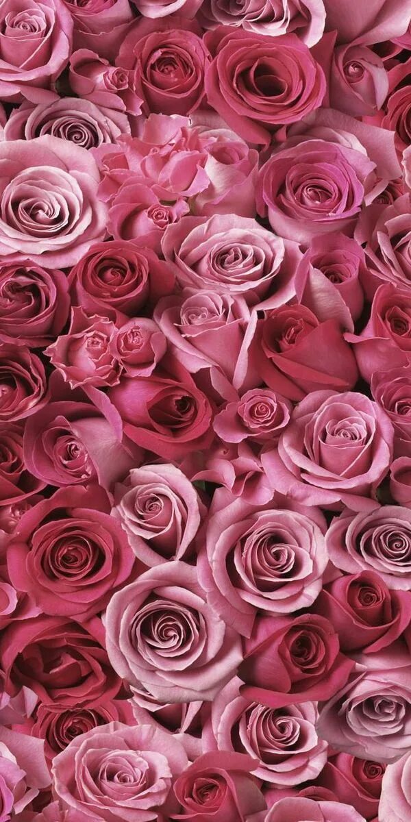 Картинки розе на заставку телефона. Розы Пинк Фловерс. Розовые розы. Красивые цветочки. Шикарные цветы.
