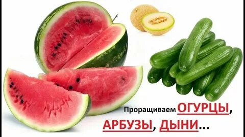 Огурец или помидор дыня
