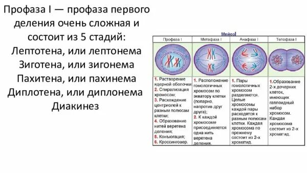 Второе деление мейоза метафаза. Этапы мейоза таблица. Мейоз 1 профаза метафаза. Фазы деления мейоза.