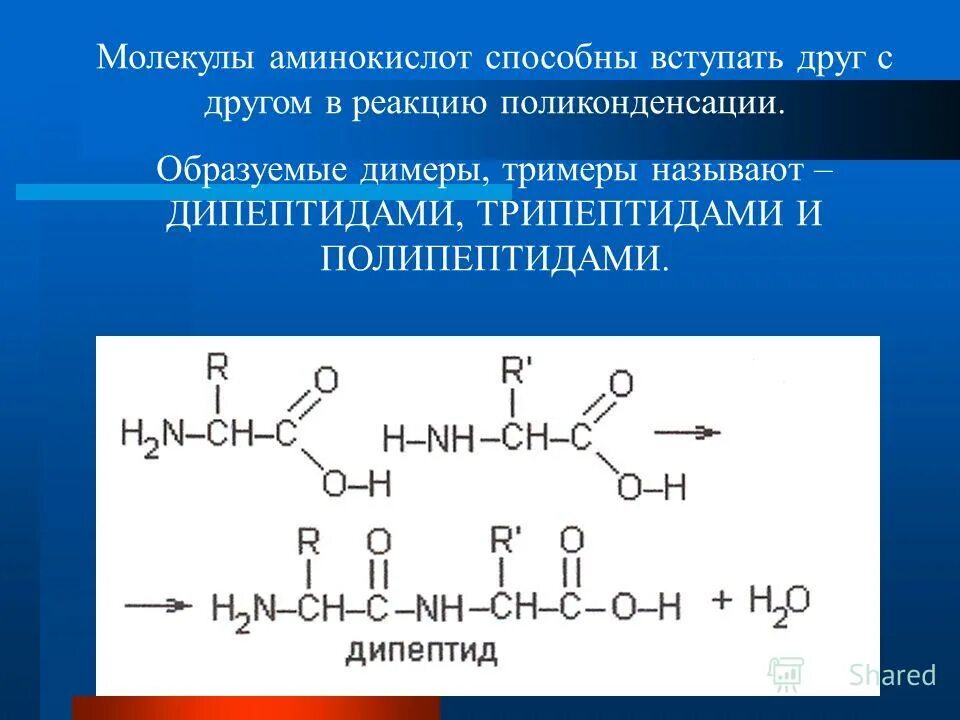 В реакцию поликонденсации способны вступать. Реакция поликонденсации аминокислот. Глицин полипептид поликонденсации. Поликонденсация аминокислот в полипептид. Дипептид 2 аминопропановой кислоты.