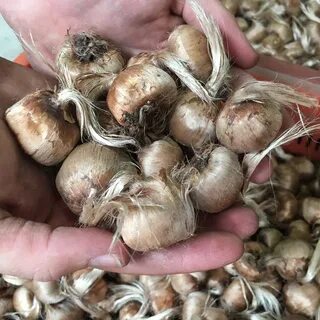 Как выглядят луковицы крокусов