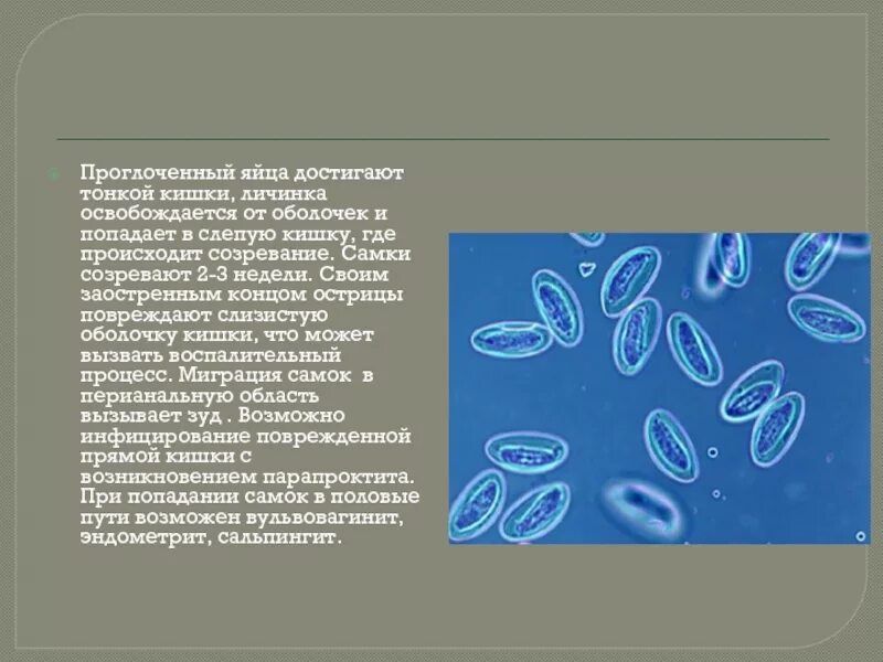Острицы во внешней среде. Черви паразиты острица. Черви паразиты острица. Энтеробиоз острицы у детей. Острицы во внешней среде.