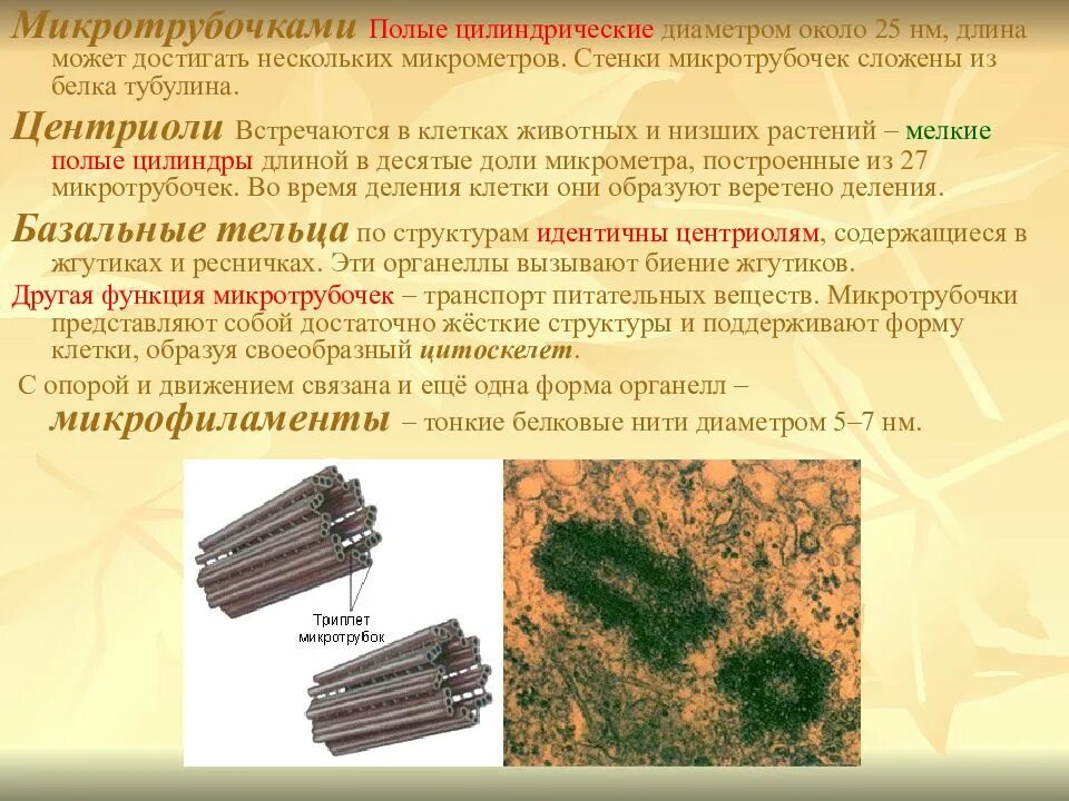 Какая структура образована микротрубочками