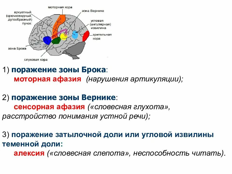 Сигнальная система головного мозга. Анализаторы 1 и 2 сигнальных систем. Локализация 1 и 2 сигнальных систем анатомия. Локализация анализаторов первой и второй сигнальных систем.. Головной мозг 1 сигнальной системы.