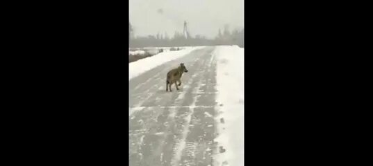 Она видела волка. Видит волк мою двустволку. Видели волка на Северском тракте. Волков видели в Абдулино. Фото волка увидели в деревне на дороге.