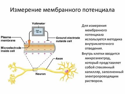 Как измерить потенциал