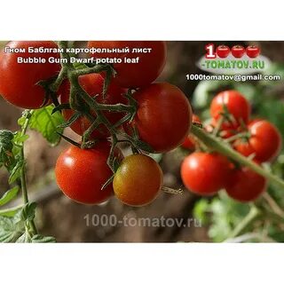 Томат бабл гам