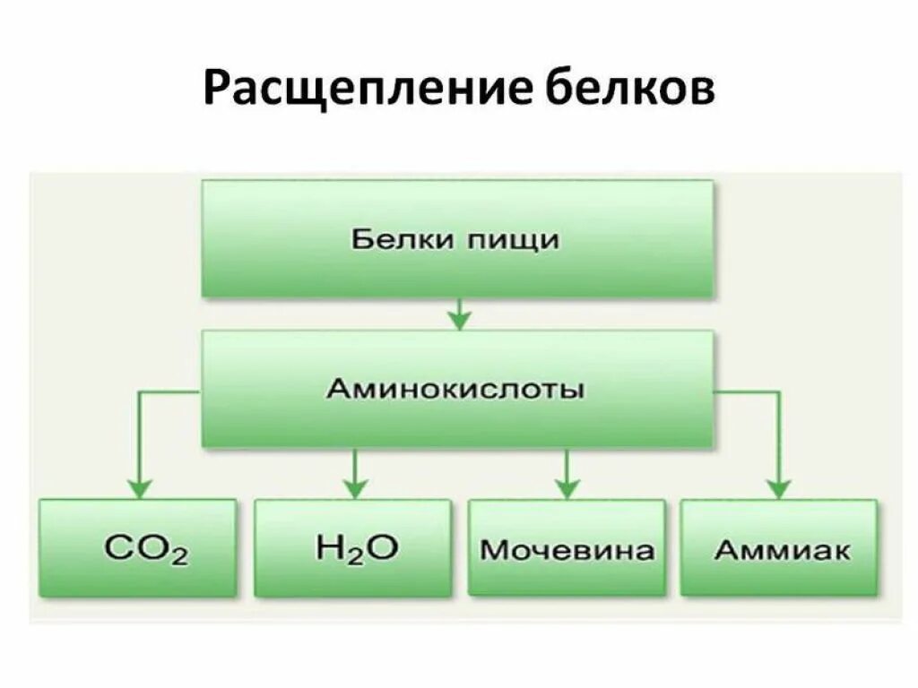 Где расщепление белки. Расщепление белка схема. Схема расщепления белков жиров и углеводов. Распад белков жиров и углеводов в организме человека. Продукты расщепления белков.