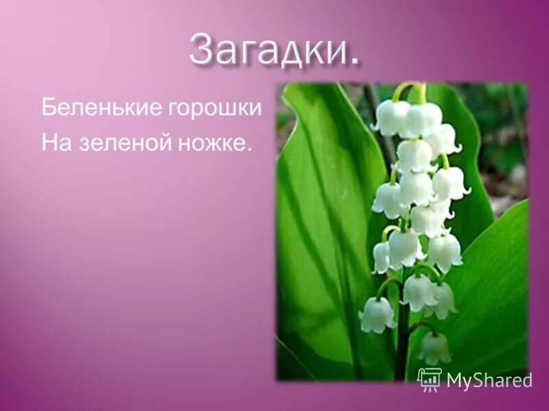 белые горошки на зеленой ножке загадка ответ