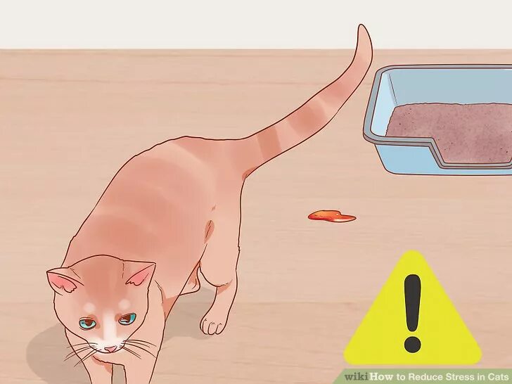 Кот рекомендует. Стресс у кошки. стрессовая ситуация кот. стресс у кота симптомы. стресс у кошки симптомы.